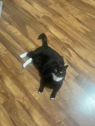 Lost Male Cat last seen Northern and broadmoor , Rio Rancho, NM 87124