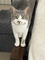 Reunited Male Cat last seen Near NE 169th St North Miami Beach, FL  33162 United States, North Miami Beach, FL 33162