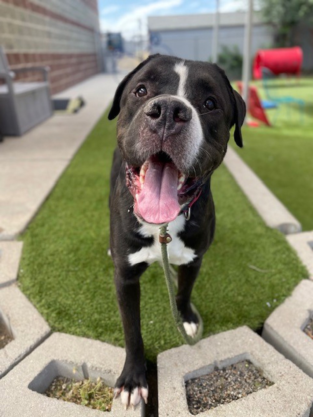 Shelter Stray Male Dog last seen Near W Beagley Road, Magna Township, UT, 84044, 511 W 3900 S, Salt Lake City, UT 84123, USA
