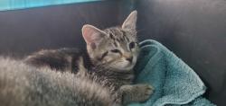 Shelter Stray Female Cat last seen Near W Van Buren Avenue, SALT LAKE CITY, UT, 84104, Taylorsville, UT 84123