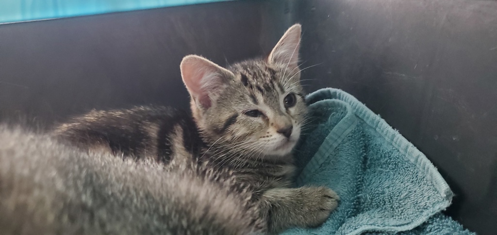 Shelter Stray Female Cat last seen Near W Van Buren Avenue, SALT LAKE CITY, UT, 84104, 511 W 3900 S, Salt Lake City, UT 84123, USA