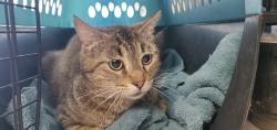 Shelter Stray Female Cat last seen Near W Van Buren Avenue, SALT LAKE CITY, UT, 84104, Taylorsville, UT 84123