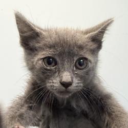 Shelter Stray Female Cat last seen Near Millbrae Street, San Diego, CA, 92113, San Diego, CA 92110
