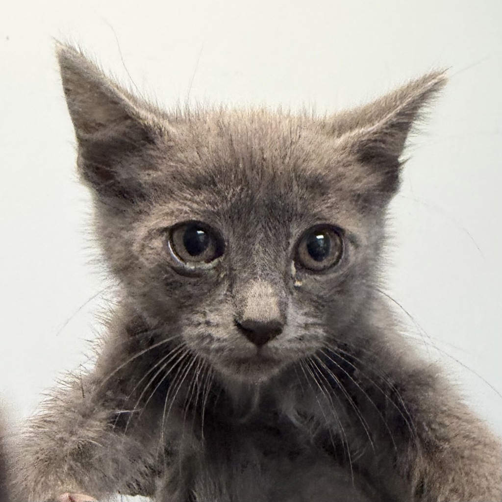 Shelter Stray Female Cat last seen Near Millbrae Street, San Diego, CA, 92113, San Diego, CA 92110