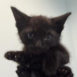Shelter Stray Male Cat last seen Near Millbrae Street, San Diego, CA, 92113, San Diego, CA 92110