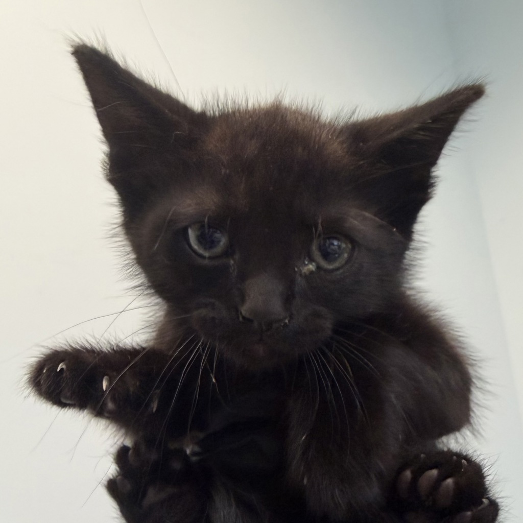 Shelter Stray Male Cat last seen Near Millbrae Street, San Diego, CA, 92113, San Diego, CA 92110