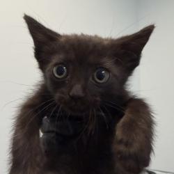 Shelter Stray Female Cat last seen Near Millbrae Street, San Diego, CA, 92113, San Diego, CA 92110
