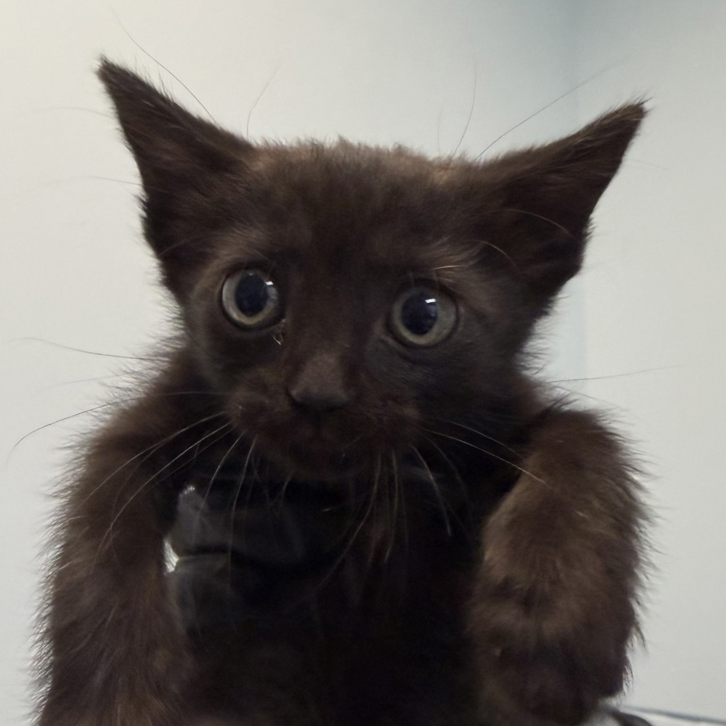 Shelter Stray Female Cat last seen Near Millbrae Street, San Diego, CA, 92113, San Diego, CA 92110