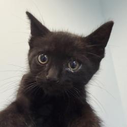 Shelter Stray Male Cat last seen Near Millbrae Street, San Diego, CA, 92113, San Diego, CA 92110