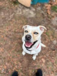 Reunited Male Dog last seen W Heather Ct, Homosassa Springs, FL 34446, USA, Homosassa Springs, FL 34446