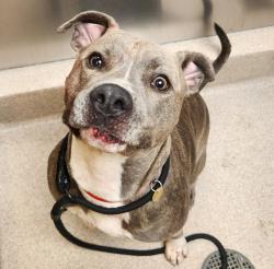 Shelter Stray Male Dog last seen Near Pelton Center Way, SAN LEANDRO, CA, 94577, Oakland, CA 94621