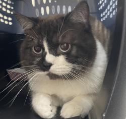 Shelter Stray Male Cat last seen Lot on Railroad Ave Santee, Santee, CA, 92071, El Cajon, CA 92020