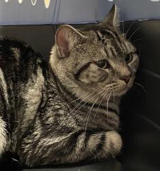 Shelter Stray Male Cat last seen Lot on Railroad Ave Santee, Santee, CA, 92071, El Cajon, CA 92020