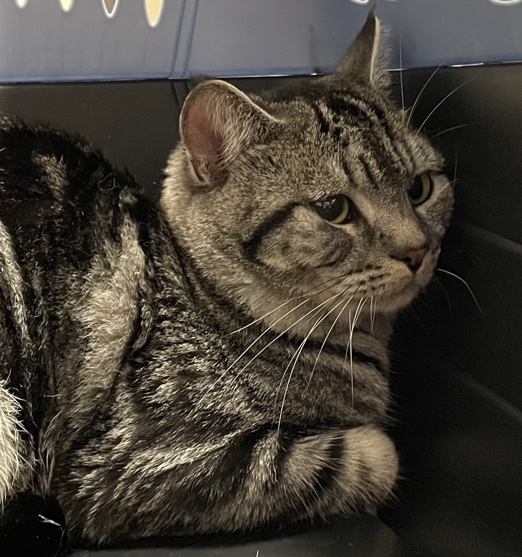 Shelter Stray Male Cat last seen Lot on Railroad Ave Santee, Santee, CA, 92071, El Cajon, CA 92020
