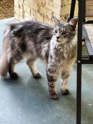 Found/Stray Unknown Cat last seen West 24th Ave and Bernard, Spokane, WA 99203