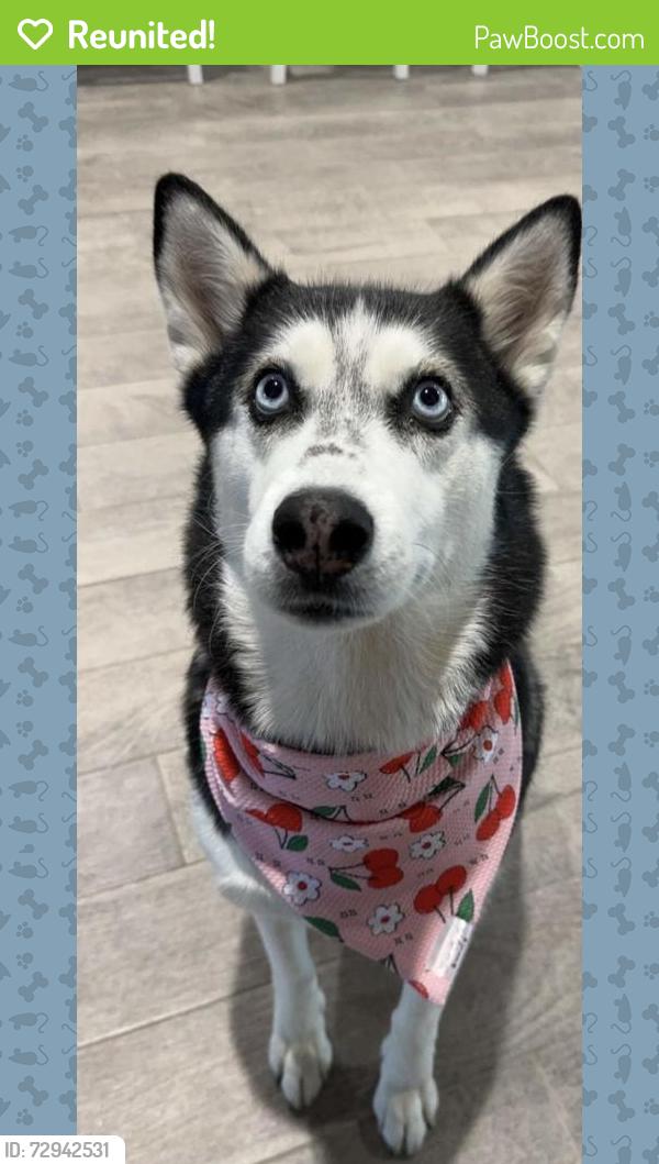 Reunited Female Dog last seen Quain Run Neighborhood , Midland, TX 79705