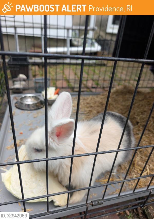 Found/Stray Unknown Rabbit last seen Pete and Andy's church, Providence, RI 02908