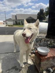 Found/Stray Male Dog last seen Segundo Ct, San Bernardino, CA 92404