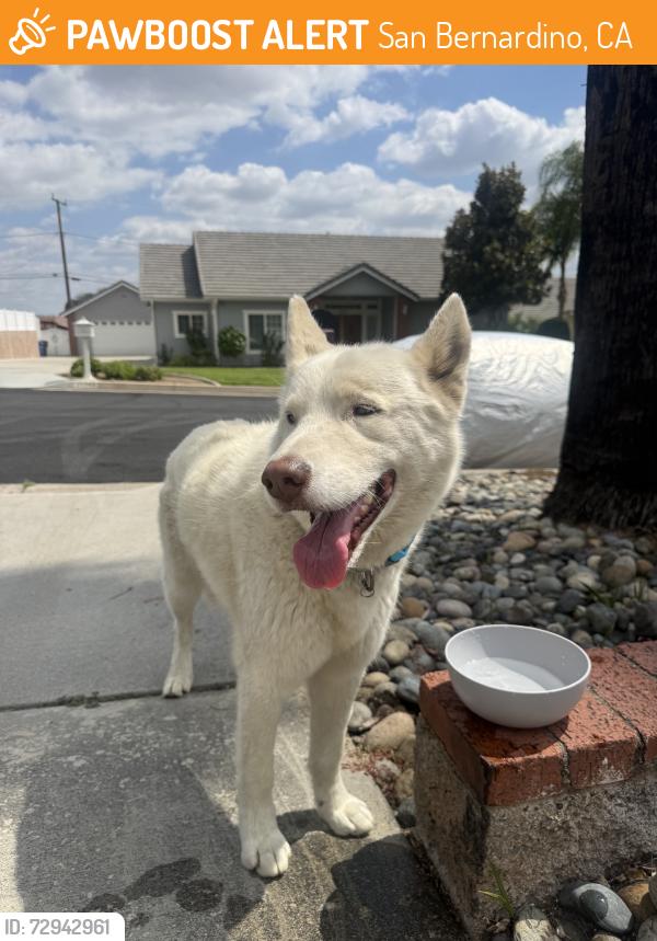 Found/Stray Male Dog last seen Segundo Ct, San Bernardino, CA 92404