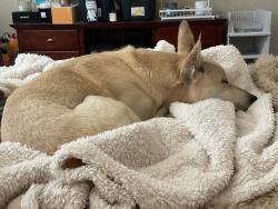 Reunited Male Dog last seen Noble Fir Ct. and Silver Birch Dr. in Banning Lewis Ranch subdivision , Colorado Springs, CO 80927