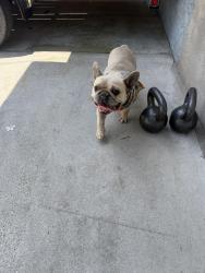 Reunited Male Dog last seen Rives & 3rd Street in Downey, CA, Downey, CA 90241