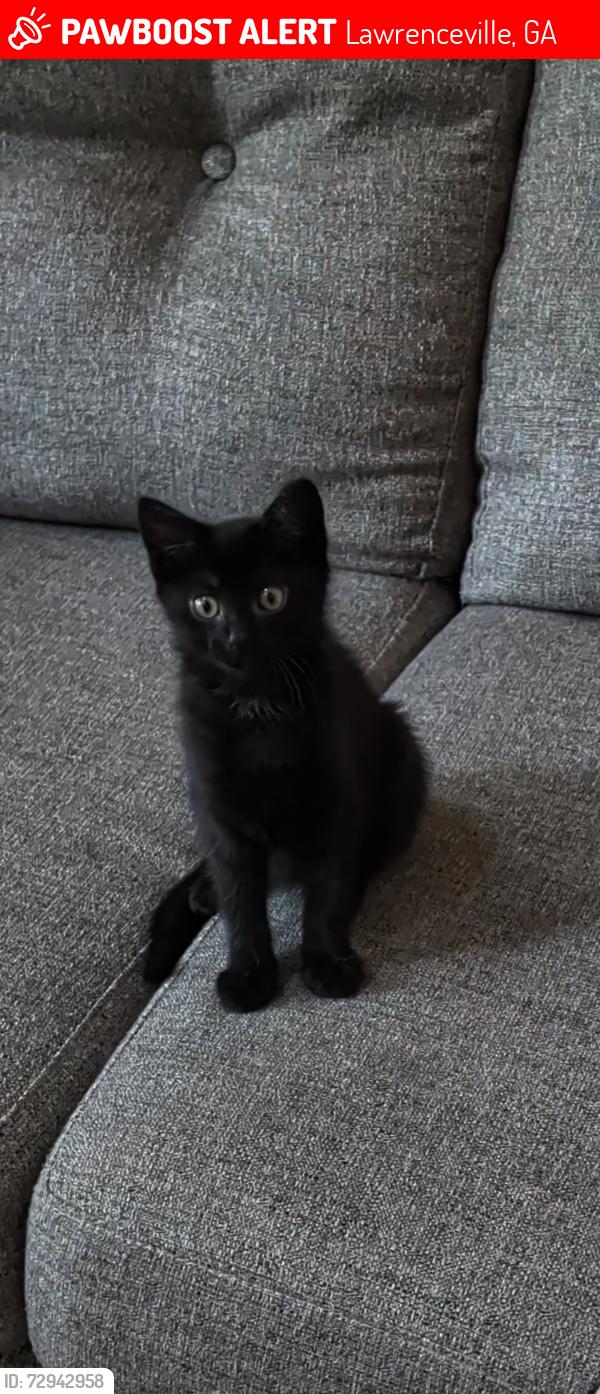 Lost Male Cat last seen Near highway and Scenic View Trce , Lawrenceville, GA 30044