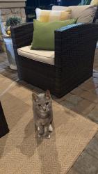 Found/Stray Male Cat last seen Clubhouse Cir. , Magnolia, TX 77354