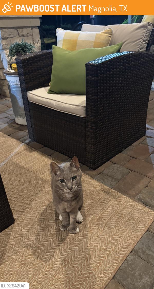 Found/Stray Male Cat last seen Clubhouse Cir. , Magnolia, TX 77354