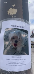 Lost Male Dog last seen Deana penn mar ave , El Monte, CA 91731
