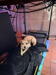 Reunited Female Dog last seen Carlisle & Candelaria, Albuquerque, NM 87110