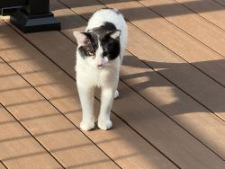 Found/Stray Male Cat last seen Near Starbucks off Andrew Jackson, Nashville, TN 37076
