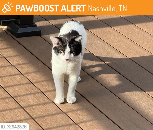 Found/Stray Male Cat last seen Near Starbucks off Andrew Jackson, Nashville, TN 37076