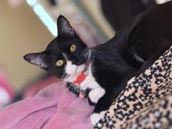 Reunited Female Cat last seen 24th Neptune and mermaid , Brooklyn, NY 11224