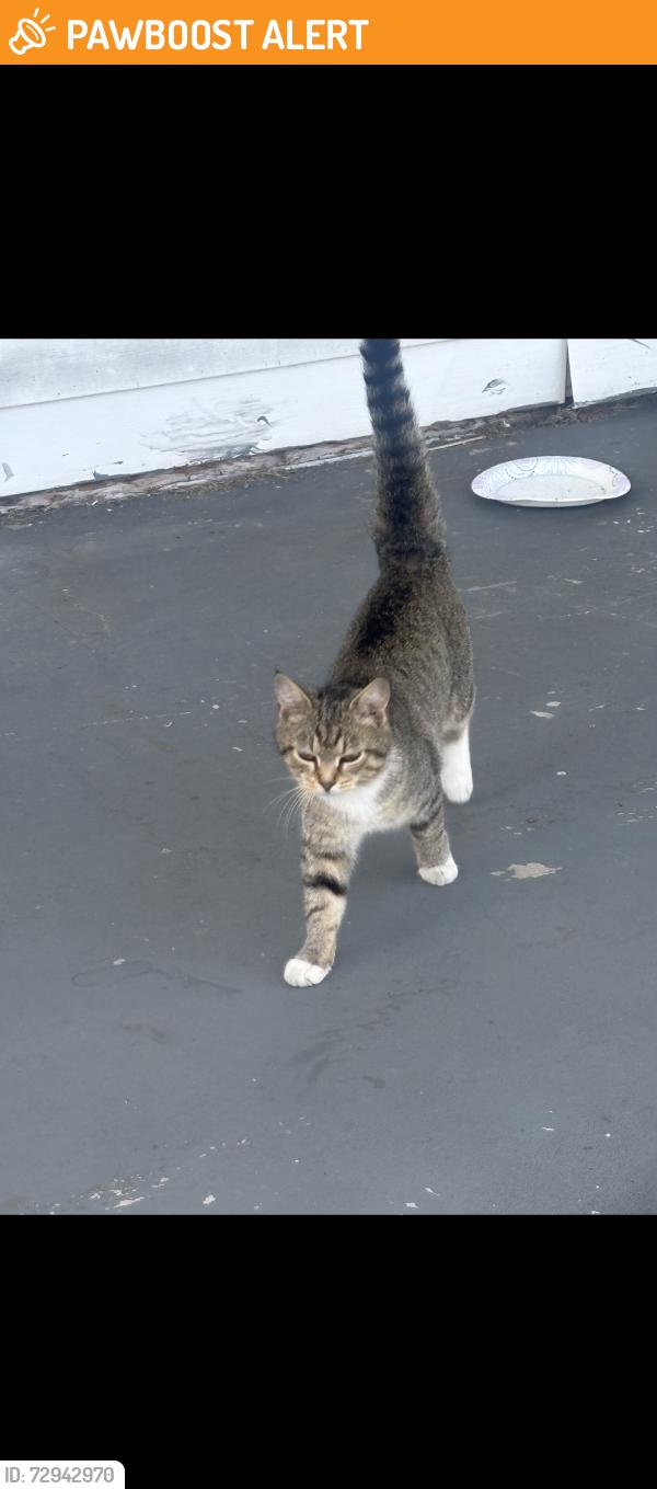 Found/Stray Female Cat last seen Franklin furnace church, Franklin Furnace, OH 45629