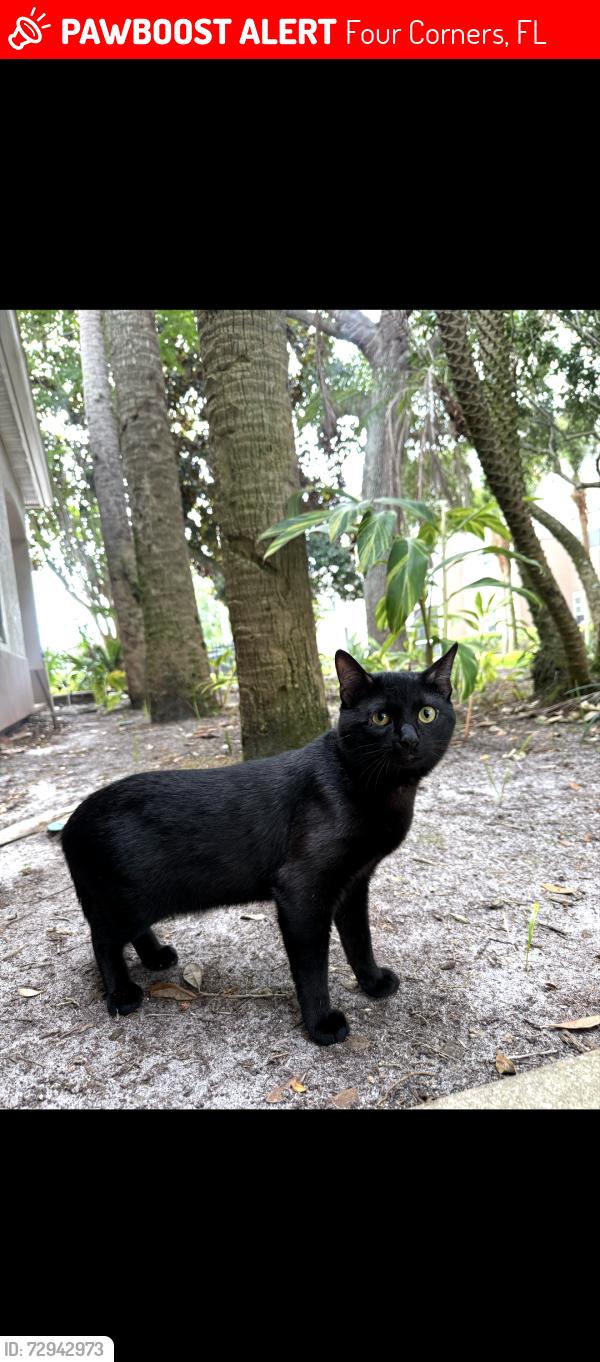 Lost Male Cat last seen Champions circle Davenport FL near Legends at Championsgate apmts , Four Corners, FL 34747