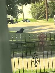 Found/Stray Unknown Dog last seen SW 4th St, Grand Prairie, TX 75051