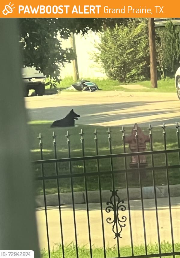 Found/Stray Unknown Dog last seen SW 4th St, Grand Prairie, TX 75051