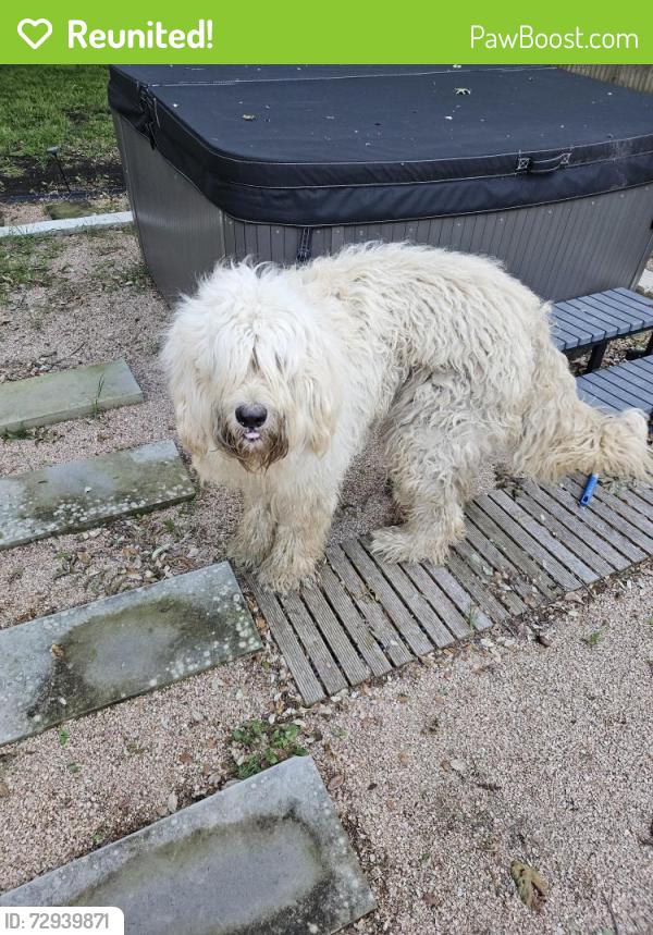 Reunited Male Dog last seen Wosley and Woodway, Fort Worth, TX 76133