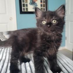 Shelter Stray Male Cat last seen , Port Richey, FL 34653