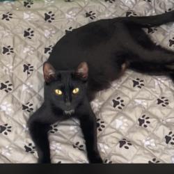 Shelter Stray Female Cat last seen , Port Richey, FL 34653