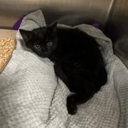 Shelter Stray Male Cat last seen , Red Bank, TN 37415