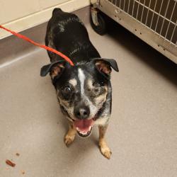 Shelter Stray Male Dog last seen , Norman, OK 73072