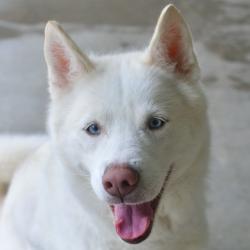 Shelter Stray Female Dog last seen , Ottawa, KS 66067