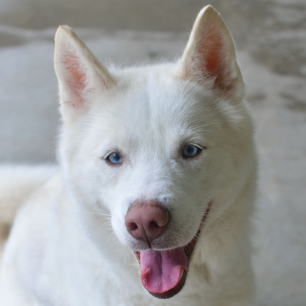Shelter Stray Female Dog last seen , Ottawa, KS 66067