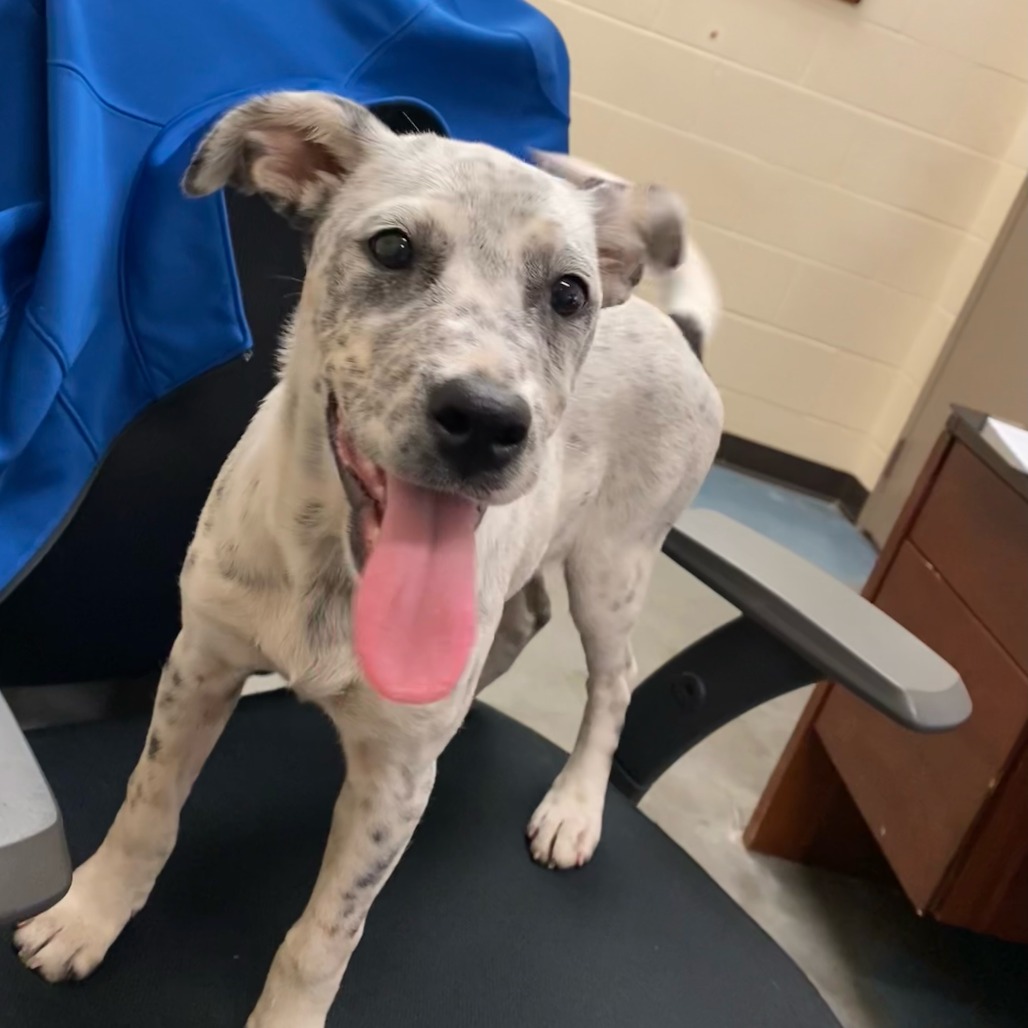 Shelter Stray Female Dog last seen , Memphis, TN 38133