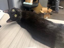 Reunited Male Cat last seen Glendale, Sparks NV , Sparks, NV 89431