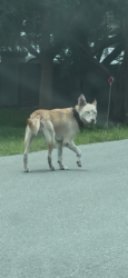 Found/Stray Female Dog last seen Lake Berge Road in Alafaya UCF Area, Orlando, FL 32825