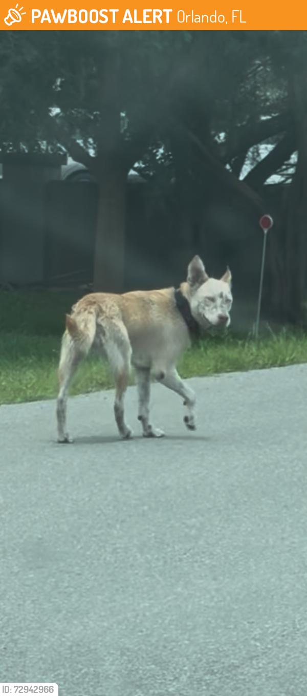 Found/Stray Female Dog last seen Lake Berge Road in Alafaya UCF Area, Orlando, FL 32825