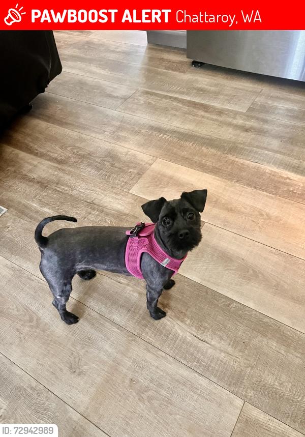 Lost Female Dog last seen Quail Road/5-corners, Chattaroy, WA 99003