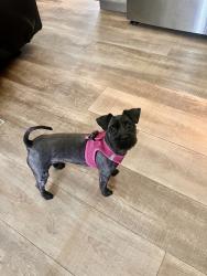 Lost Female Dog last seen Quail Road/5-corners, Chattaroy, WA 99003